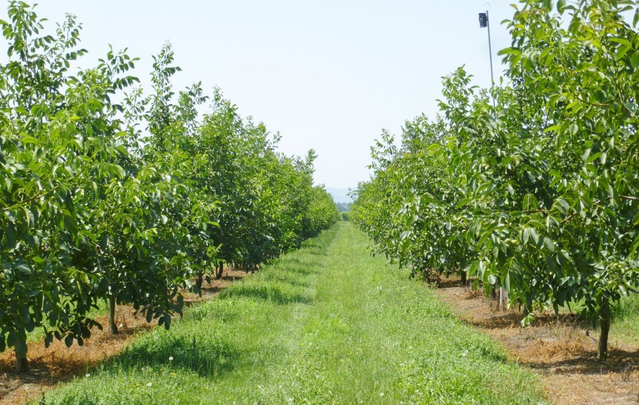 Плантации грецкого ореха