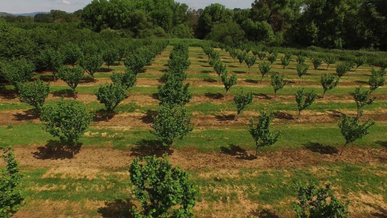 Фундуковые сады в России