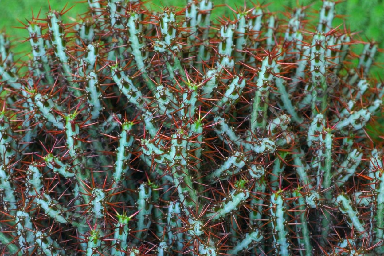 Ползучая трава сорняк портулак