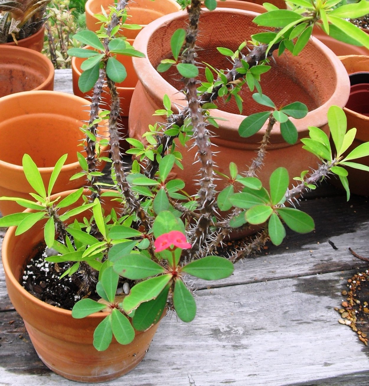 Молочай Даурский