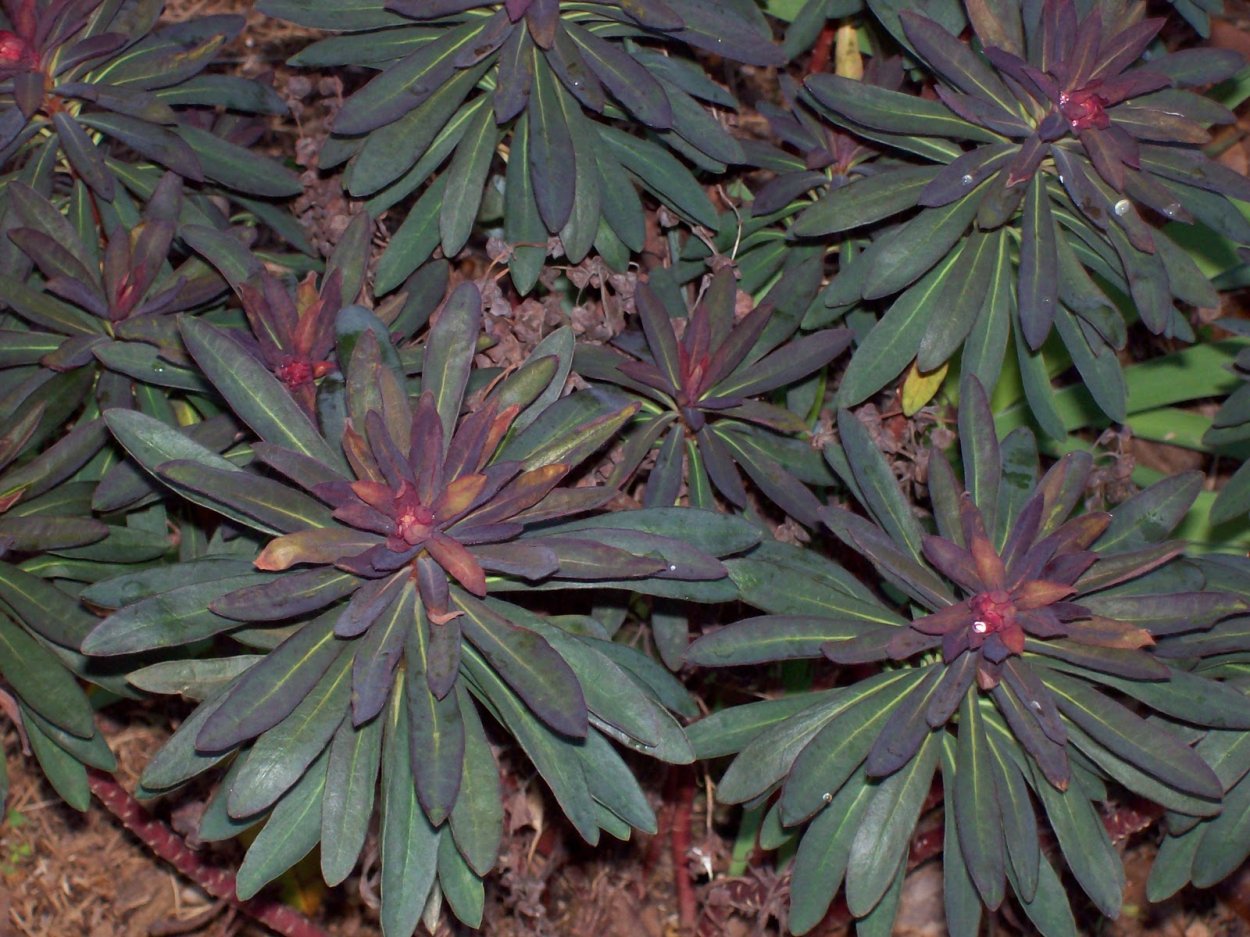 Пахизандра верхушечная variegata