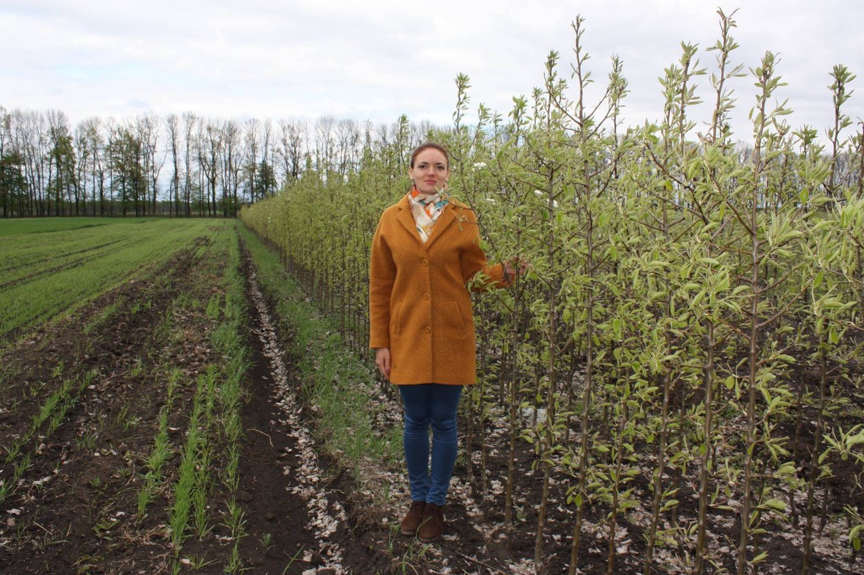 Самый большой фундучный сад в России