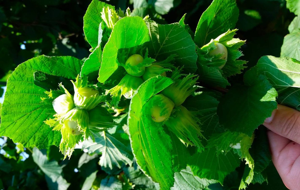 Орешник первенец