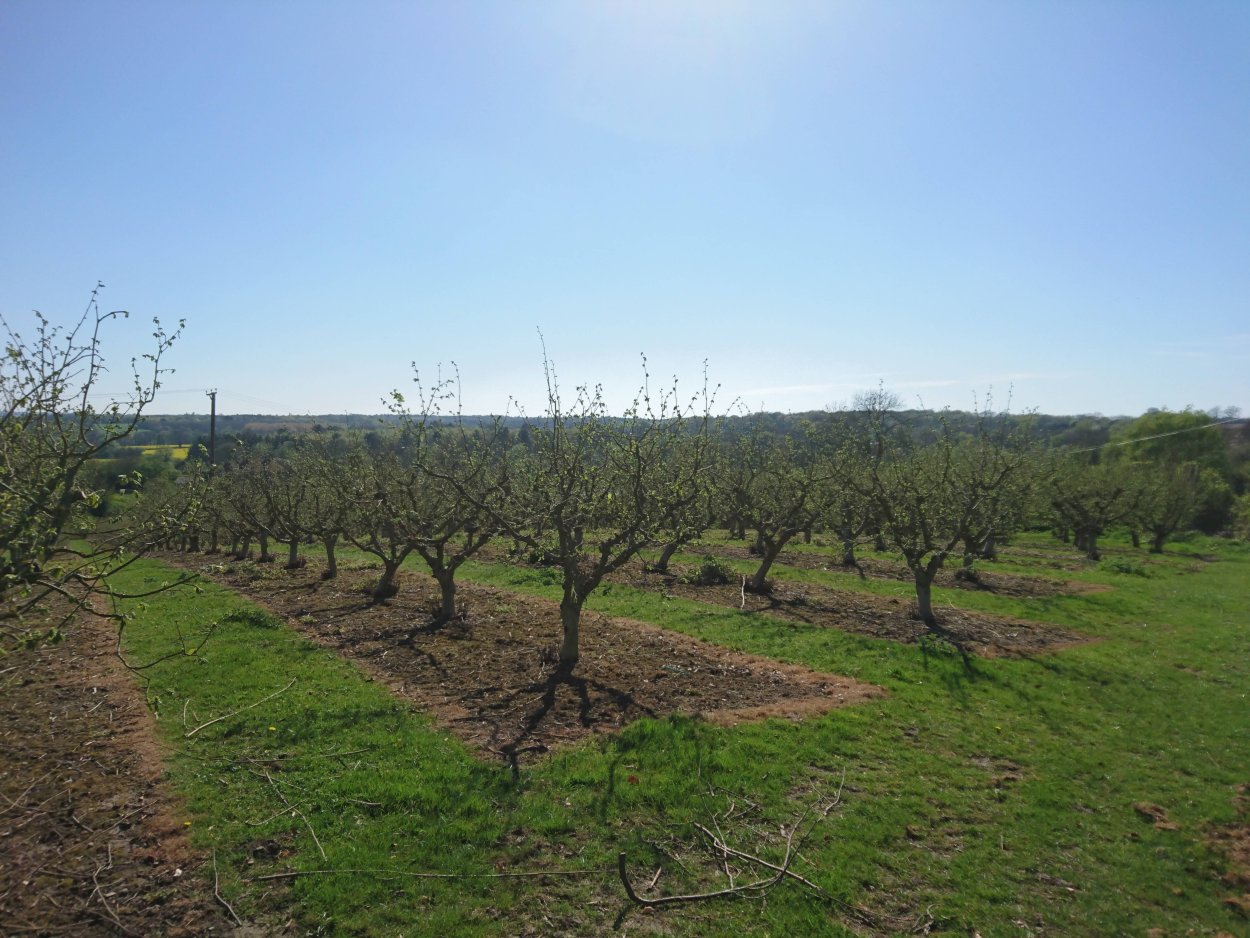 Сады фундука в Турции