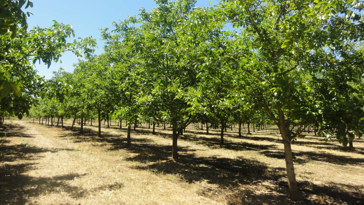 Ореховые плантации в Крыму