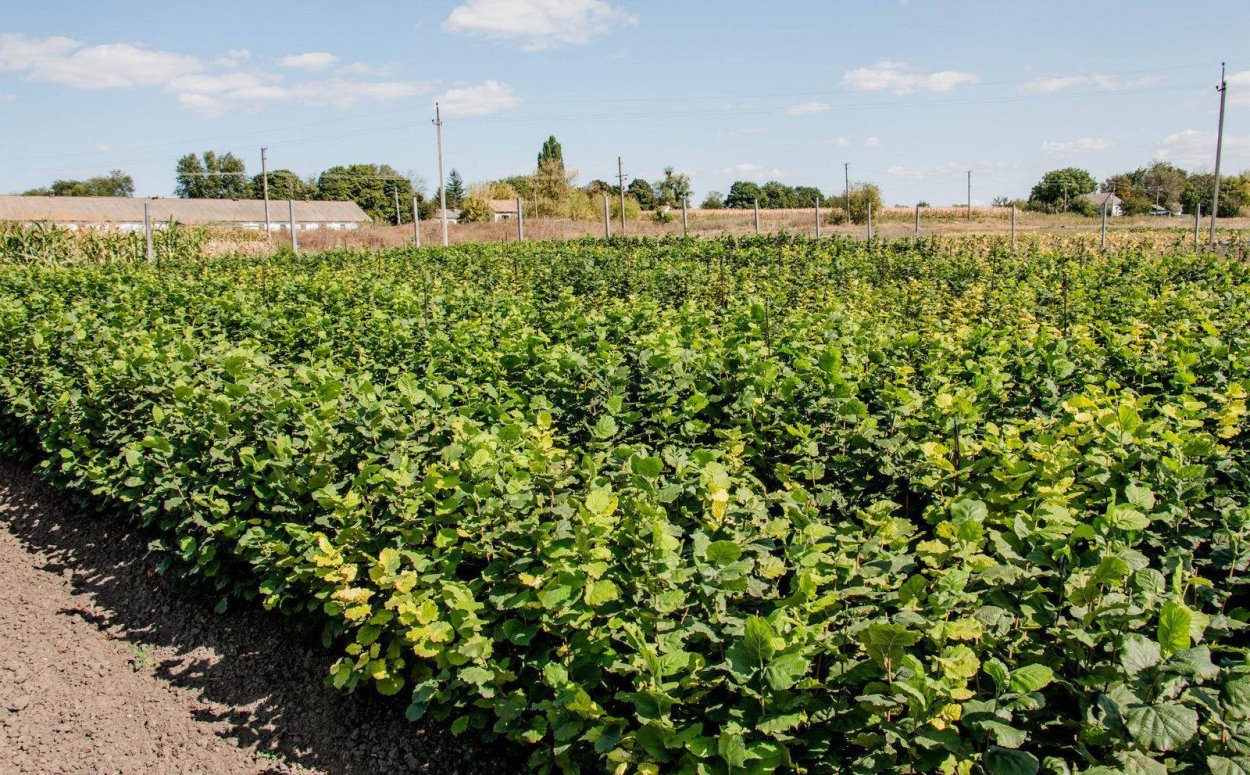 Орех грецкий