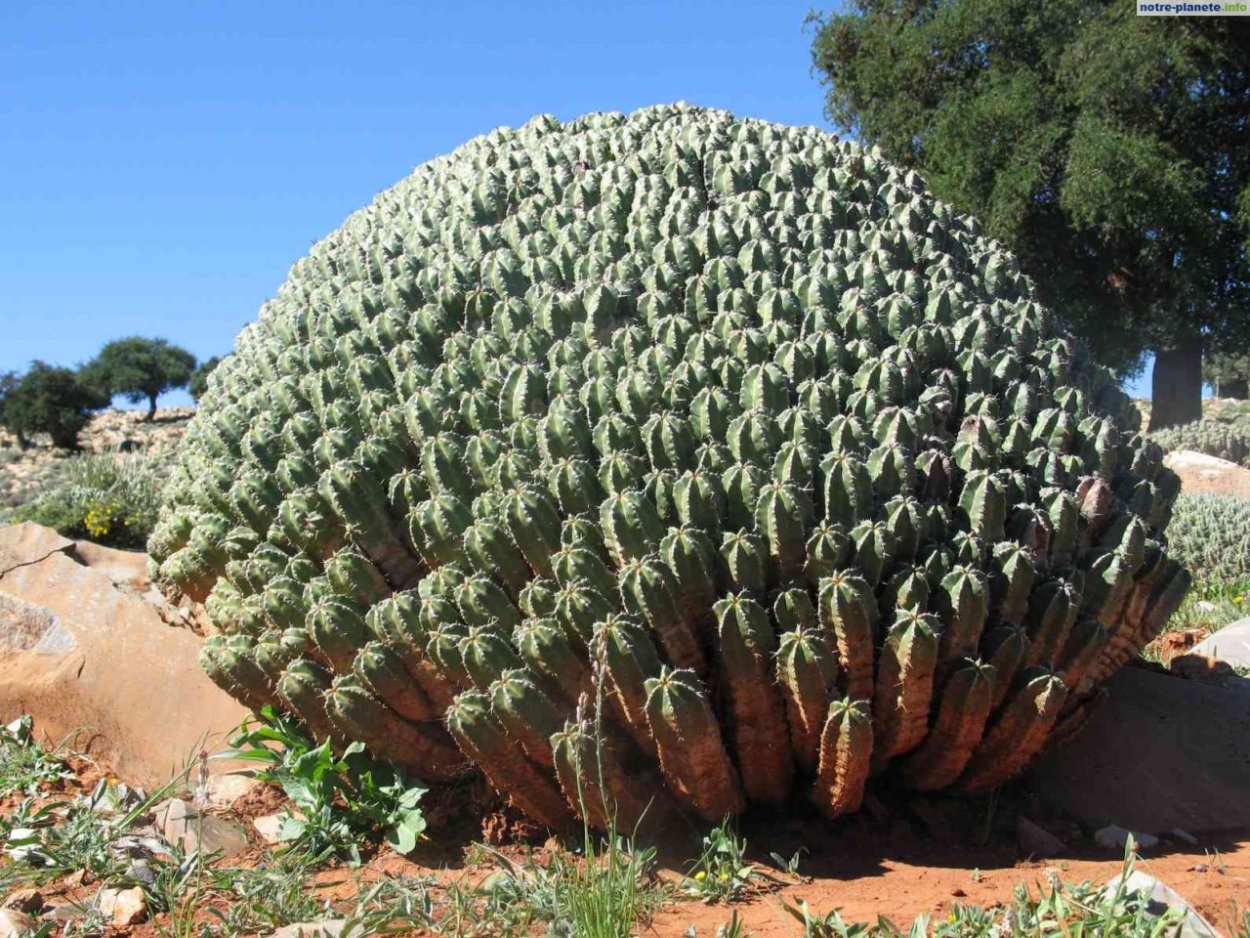 Очиток Курильский