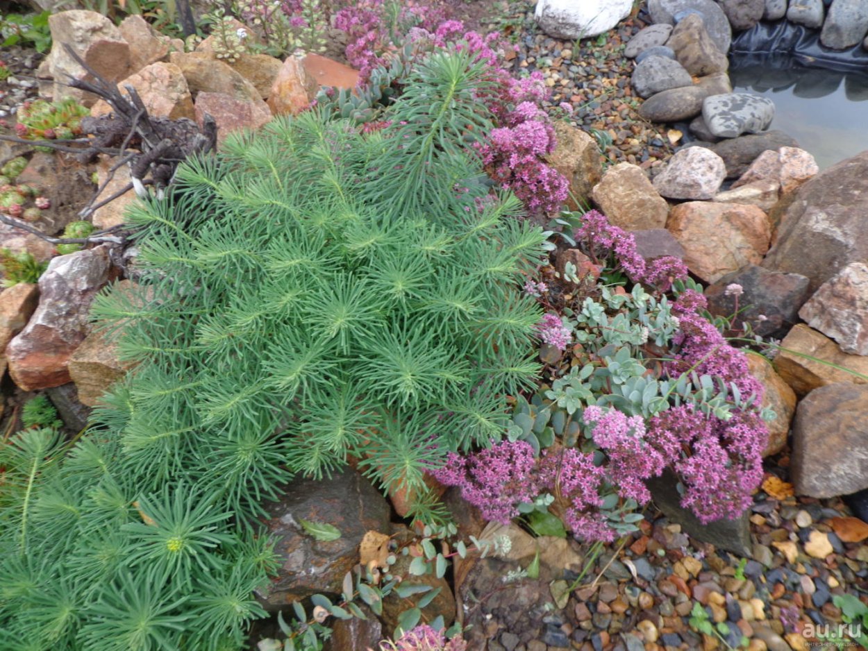 Колючий молочай миля