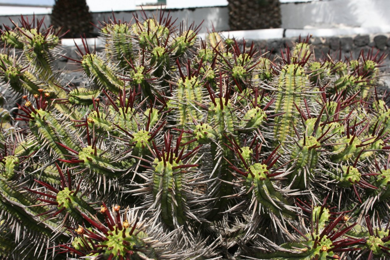 Euphorbia horrida