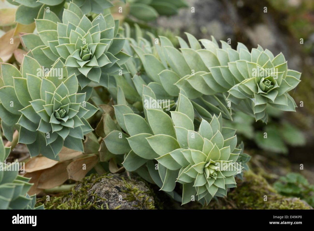 Камнеломка можжевельниколистная