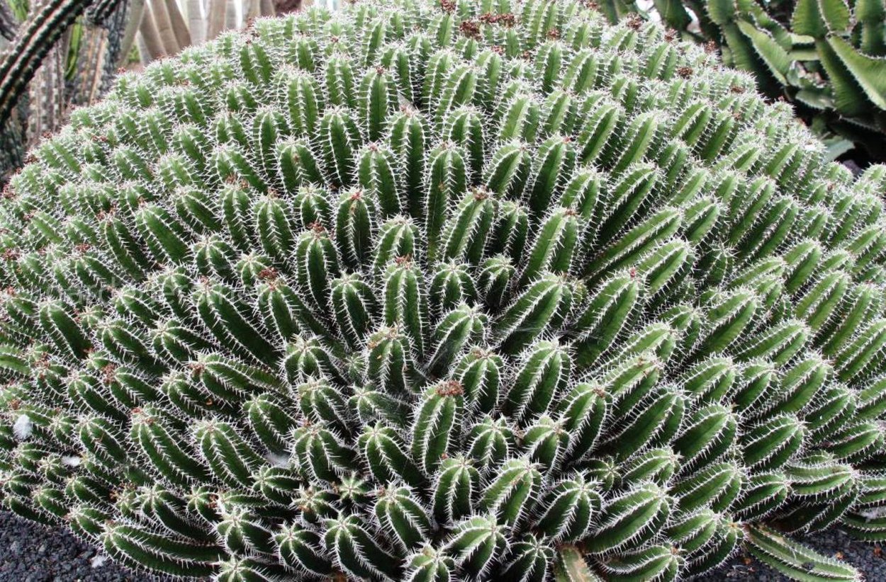 Молочай смолоносный