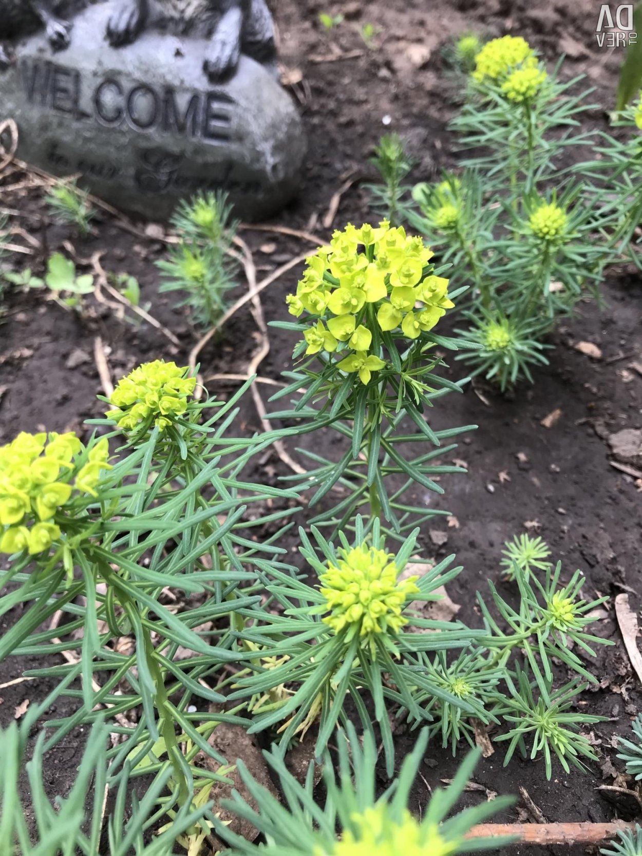 Молочай осот огородный