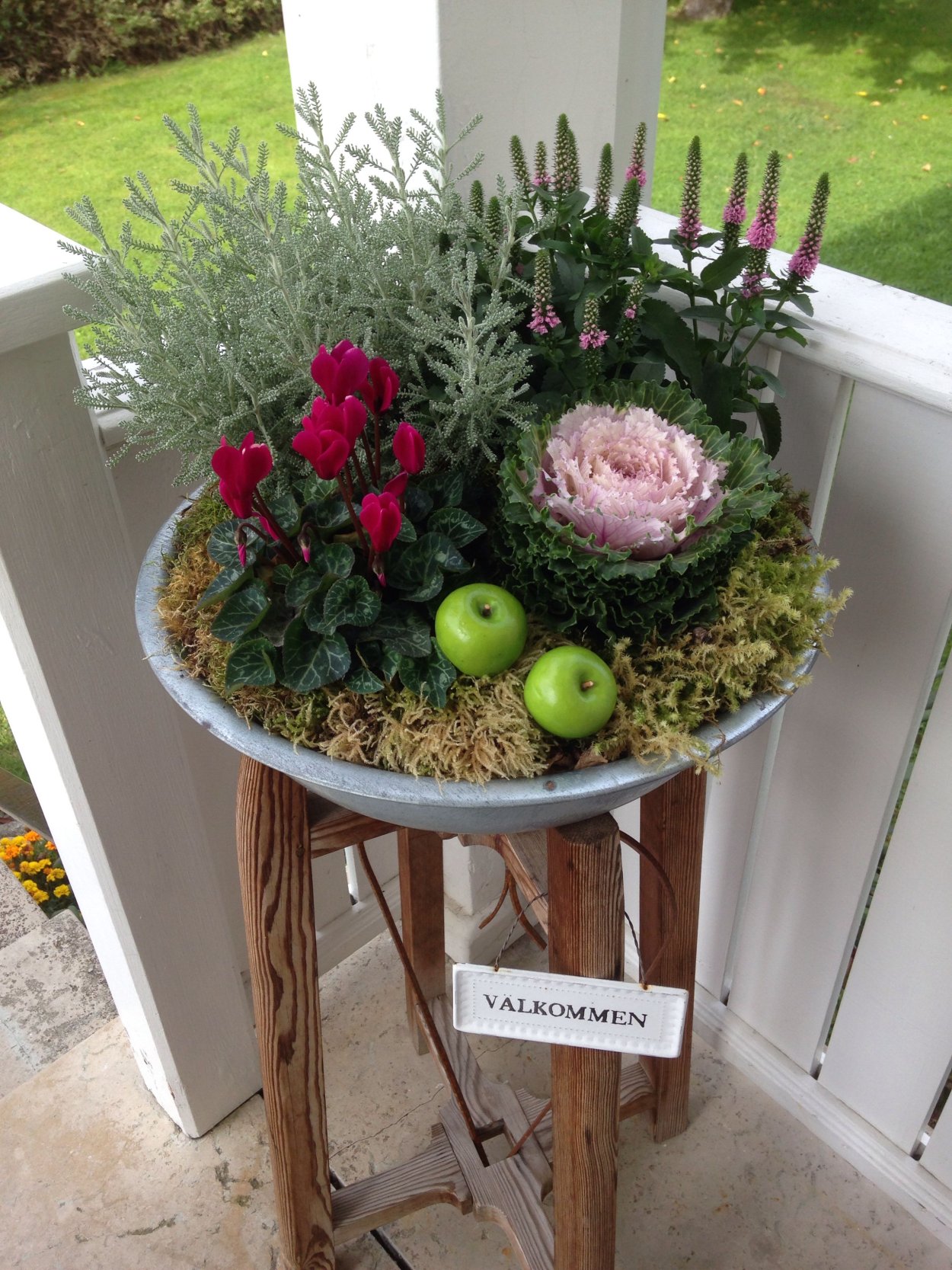 Почвопокровные кустарники многолетники