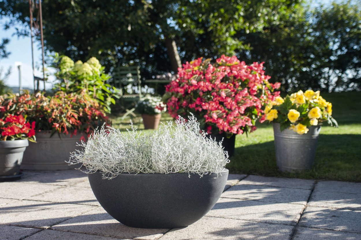 Калоцефалус серебряный