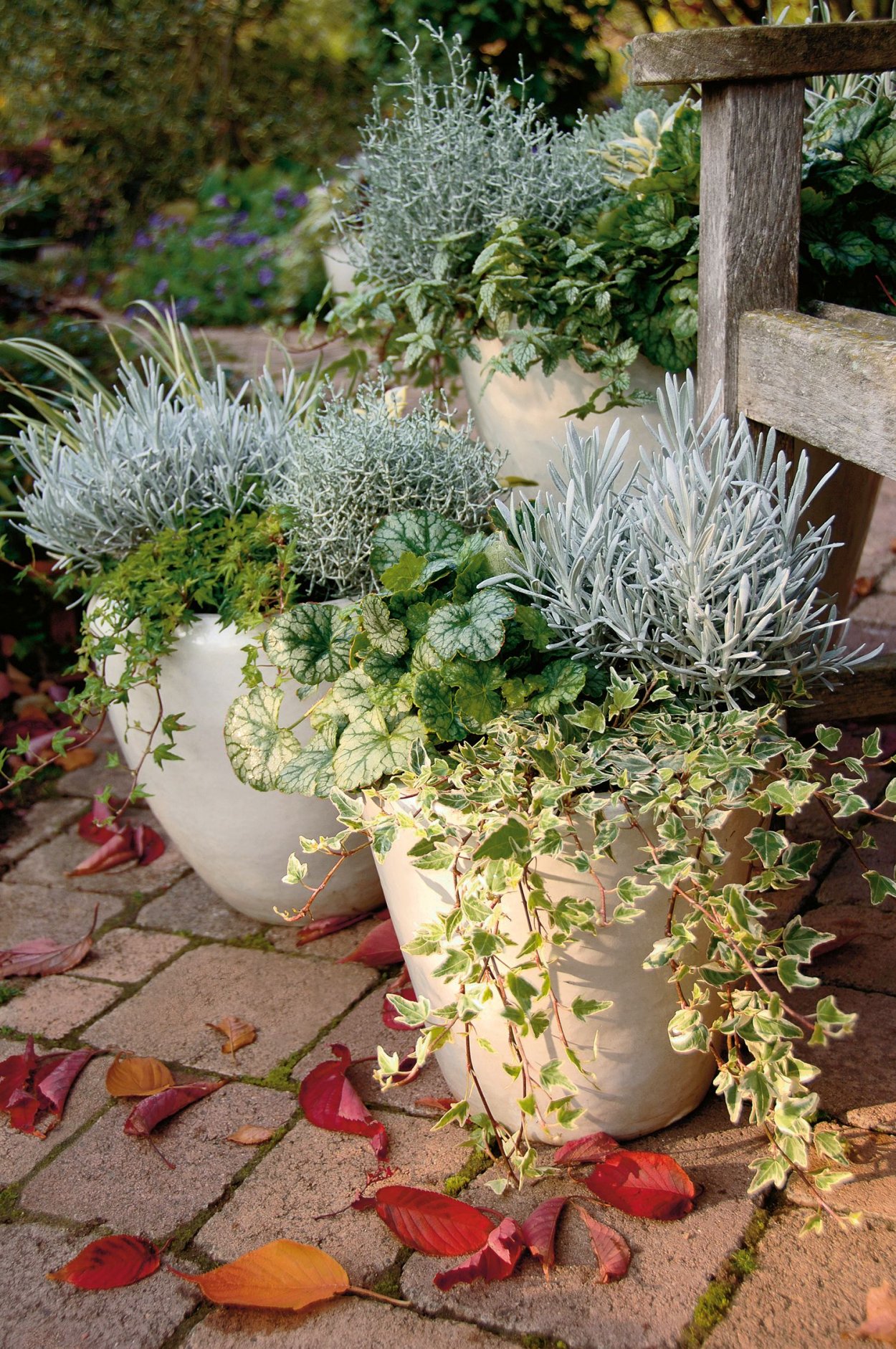 Калоцефалус серебряный в композиции