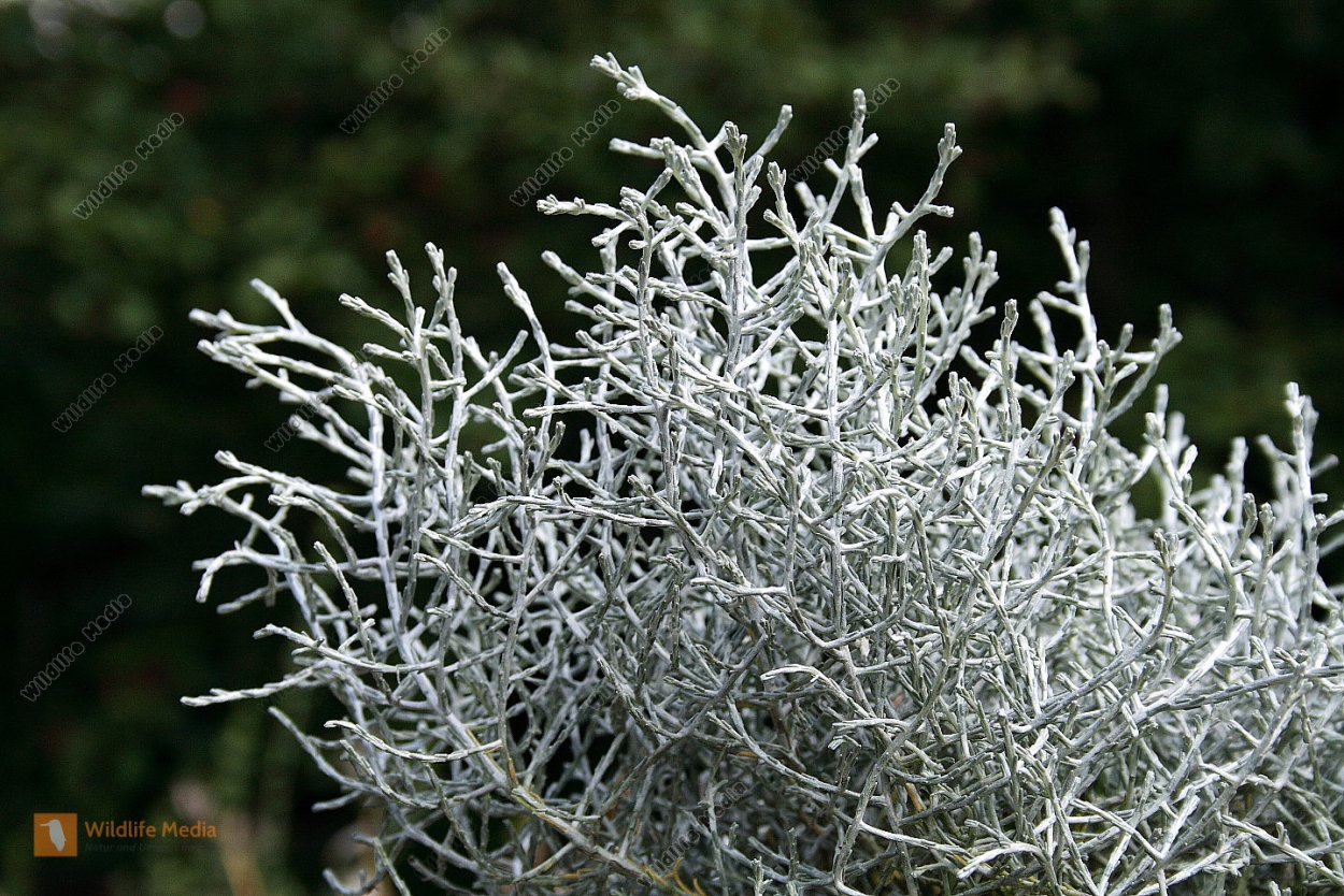 Калоцефалус Брауна лохматый