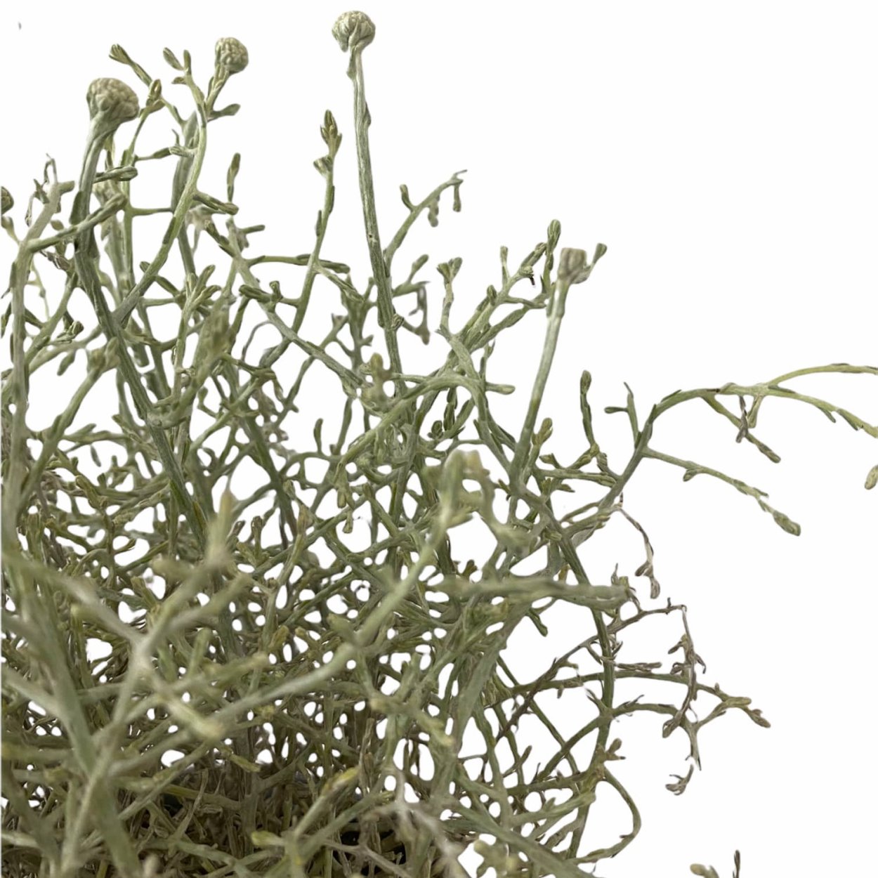 Калоцефалус Сильвер доллар