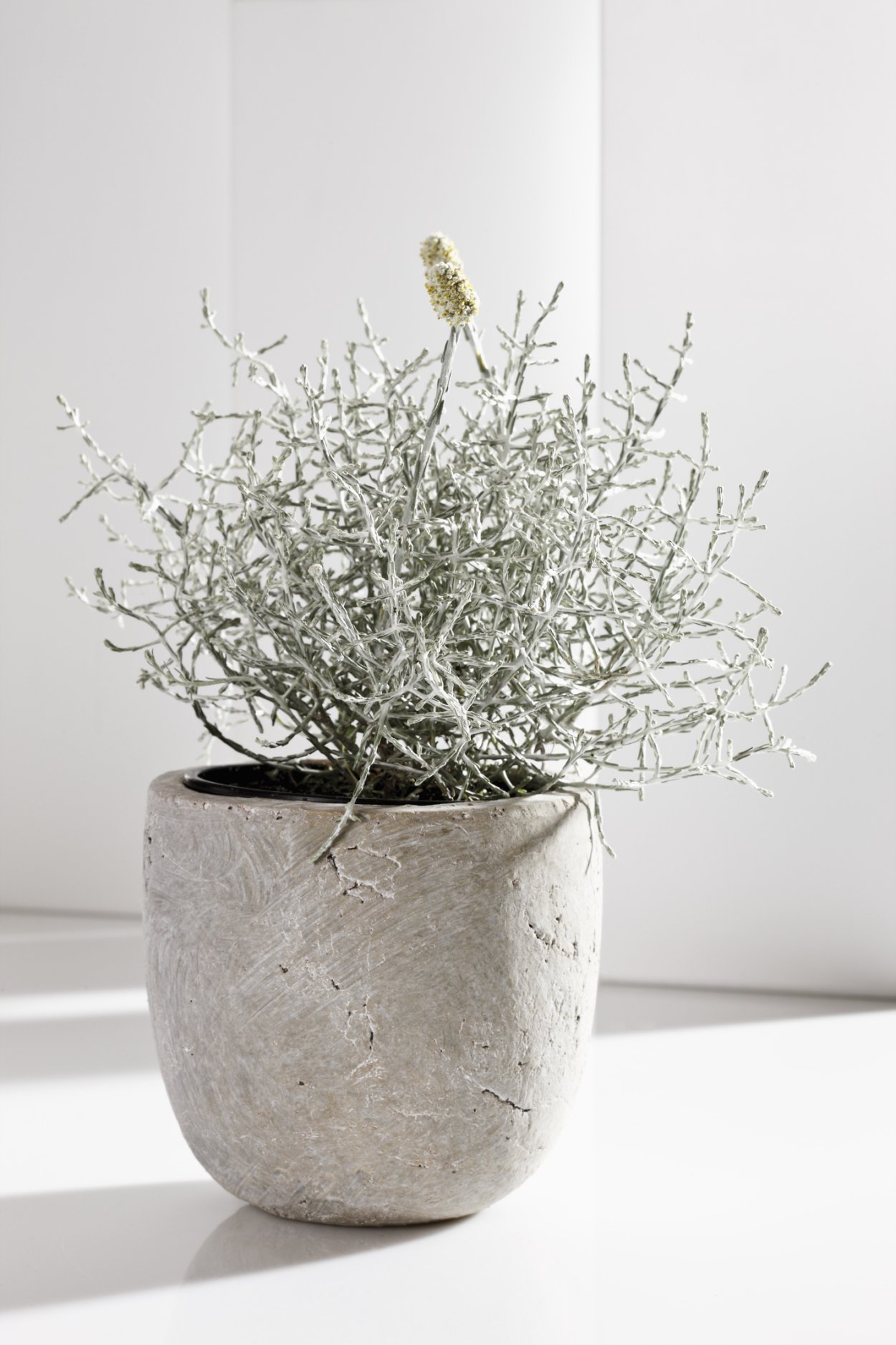 Калоцефалус в горшке