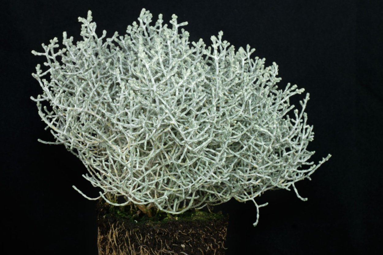 Калоцефалус Брауна лохматый