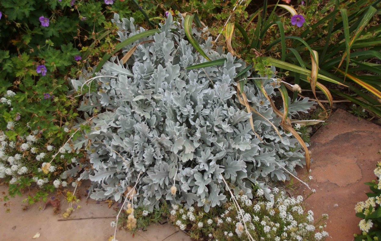 Калоцефалус brownii