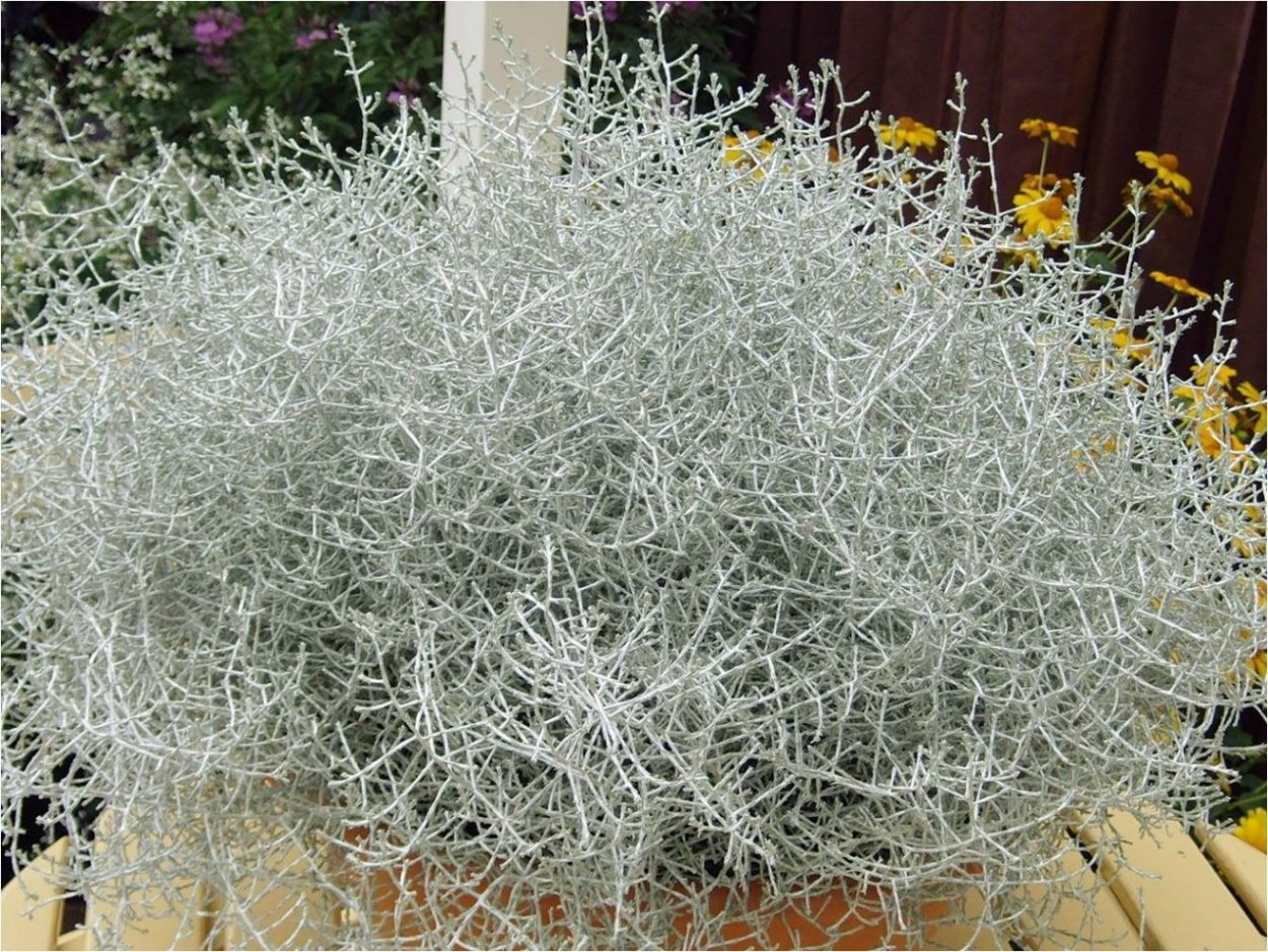 Калоцефалус Silver Bush
