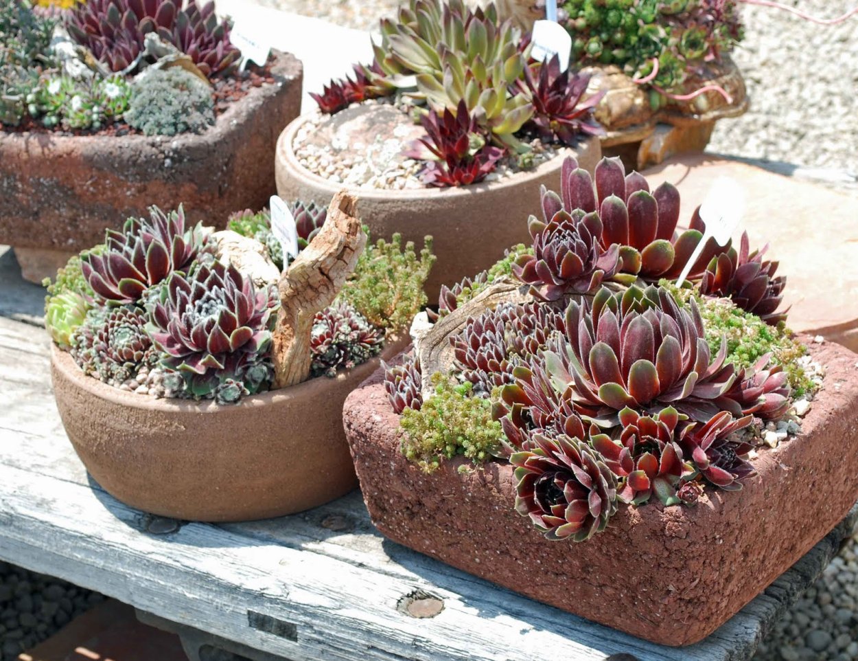 Калоцефалус в ландшафтном дизайне