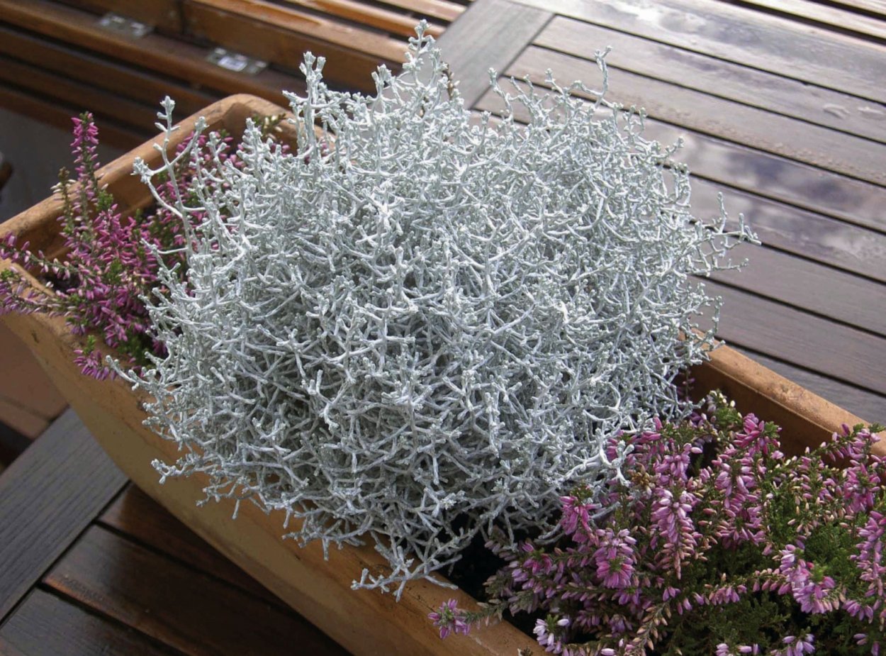 Калоцефалус рассада