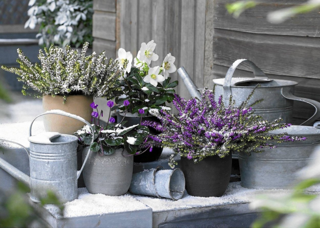 Вереск в альпинарии