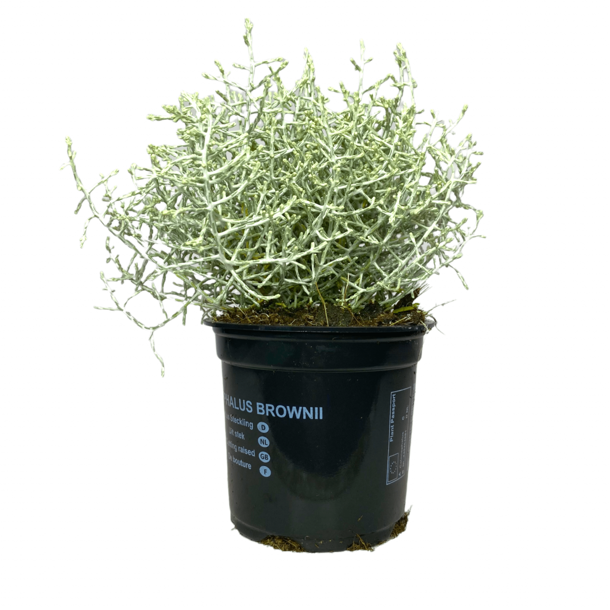 Камнеломка семпервивум