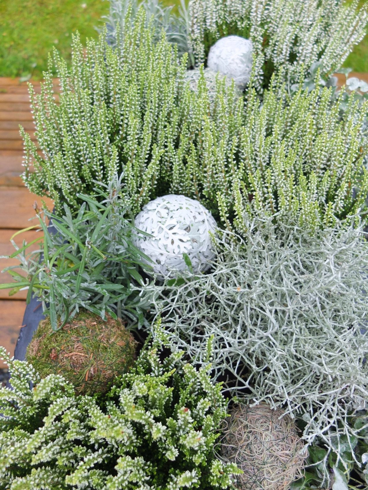 Маммиллярия Грацилис (изящная)