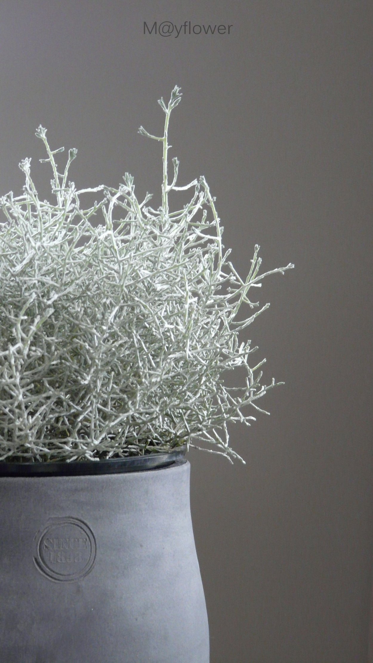 Калоцефалус Silvercalos