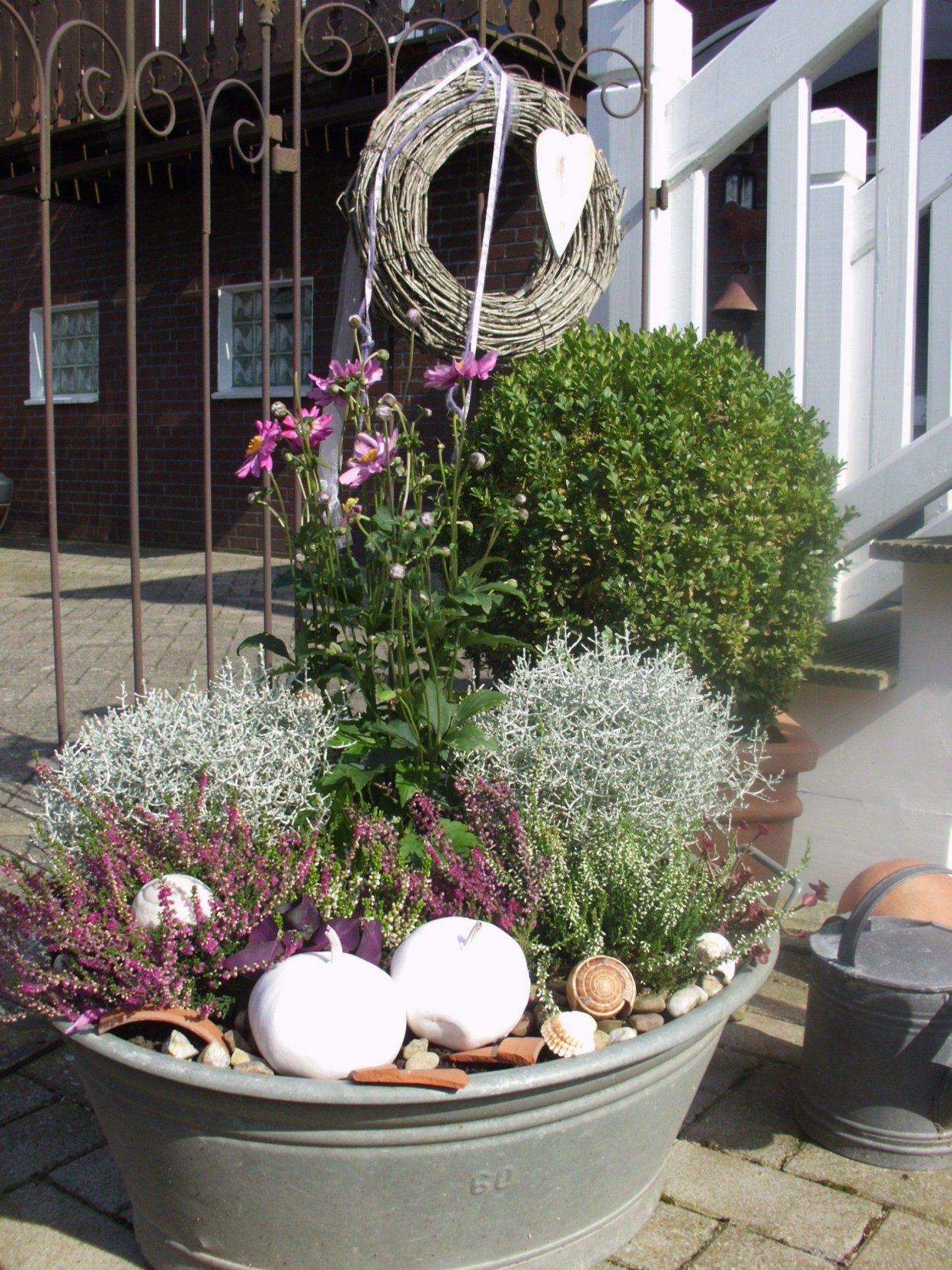 Калоцефалус с Суккуленты