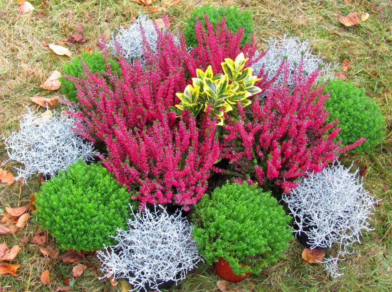 Калоцефалус brownii