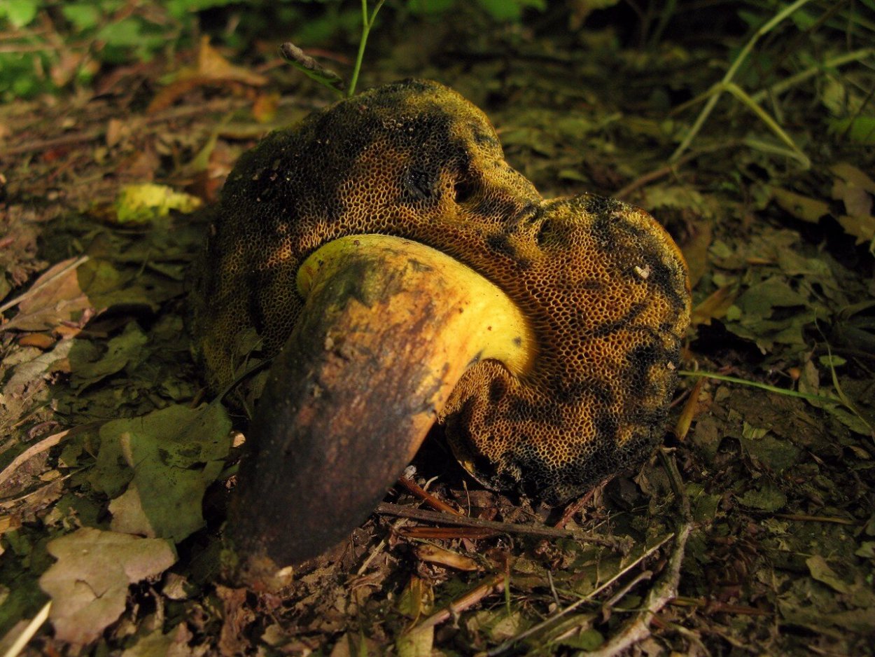 Aureoboletus russellii