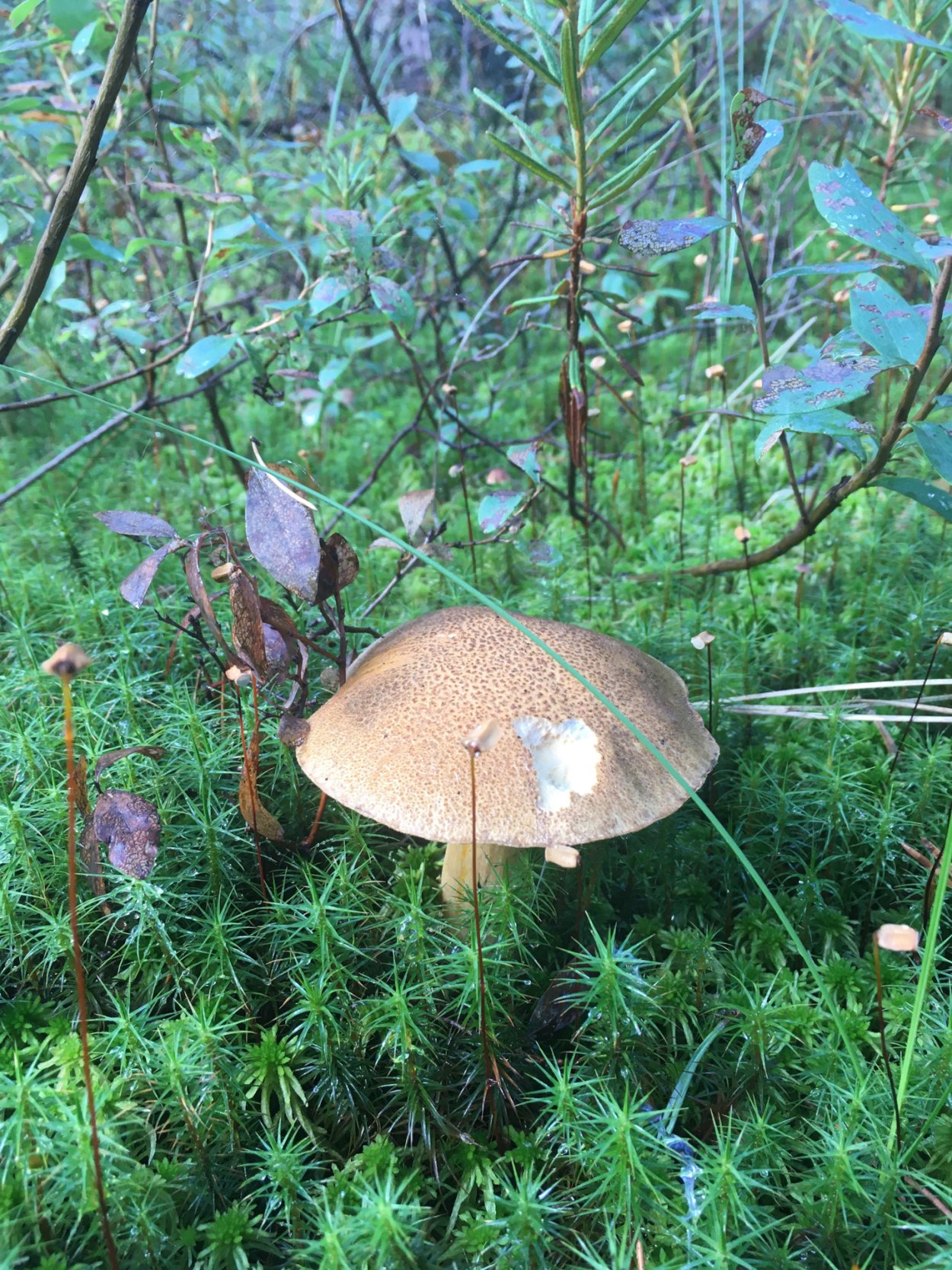 Моховик гриб съедобный