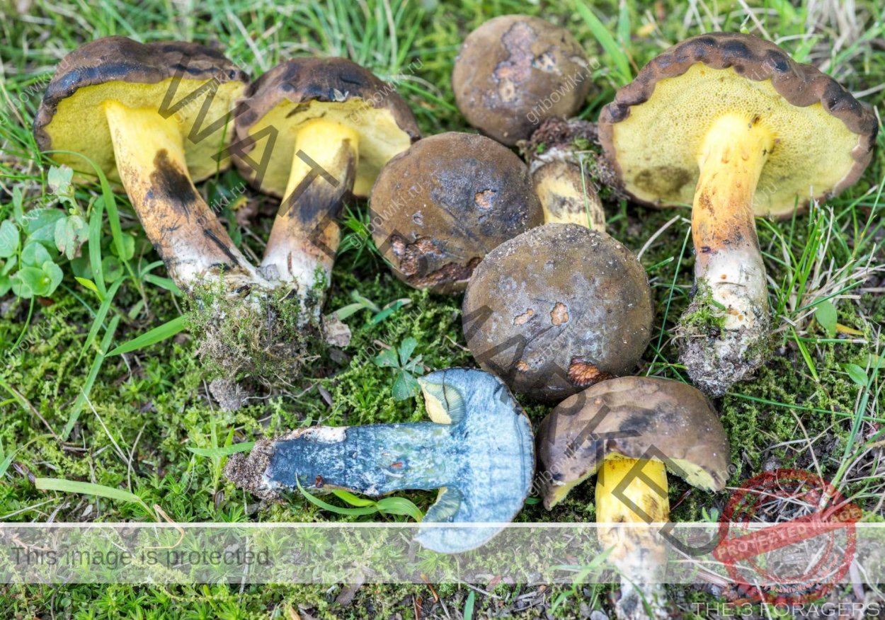 Моховик припорошенный гриб