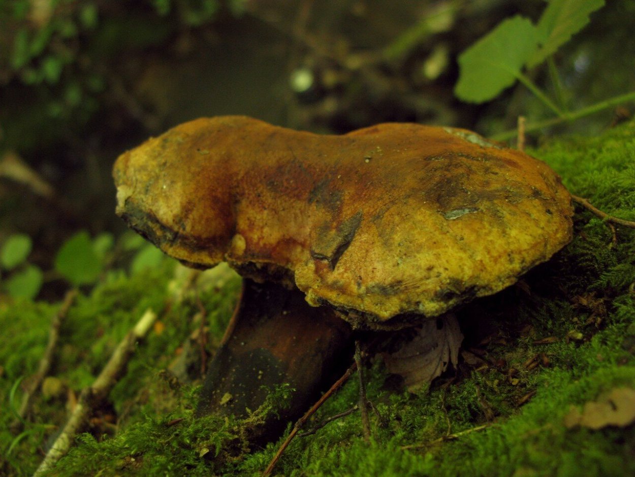 Гриб моховик пёстрый