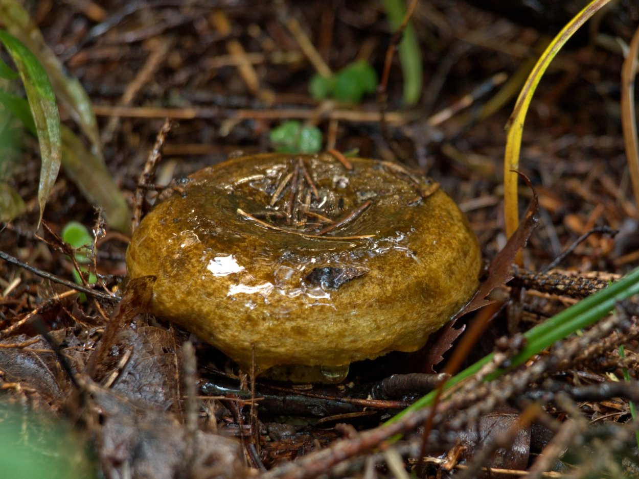 Моховик бархатный Xerocomus pruinatus