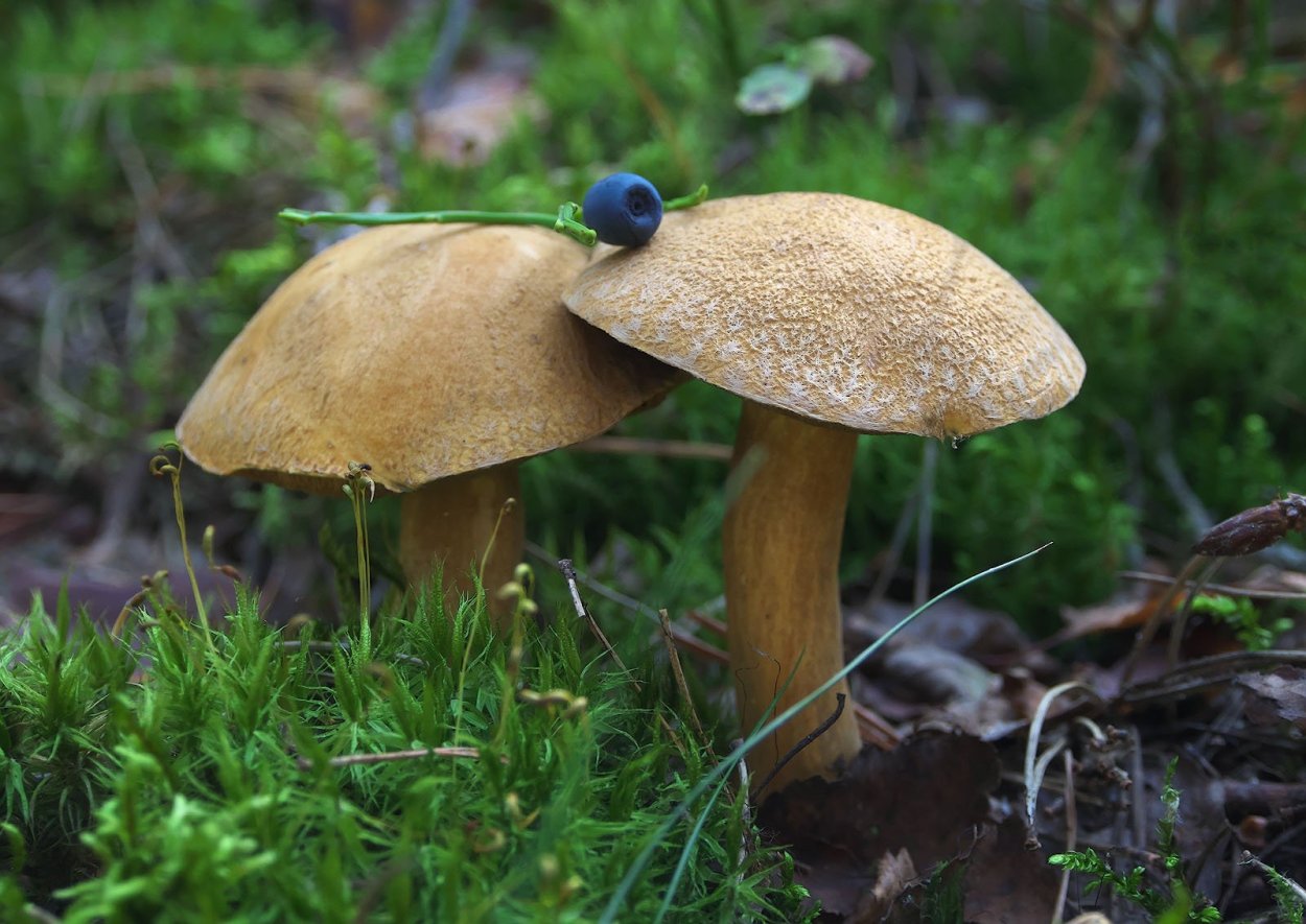 Моховик пёстрый (Xerocomellus chrysenteron)