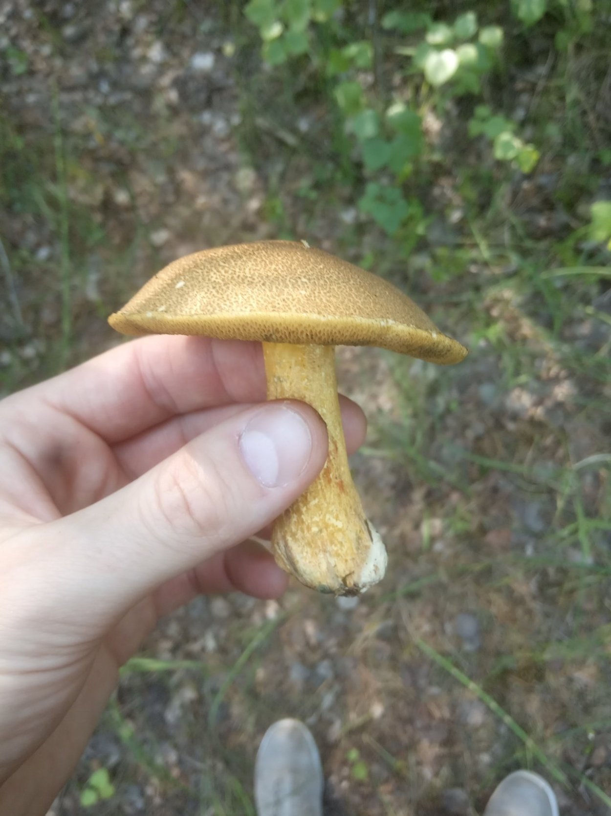 Гриб моховик ложный