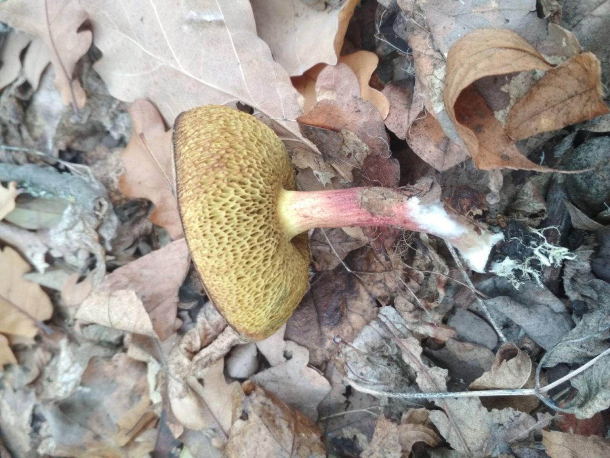 Маслёнок гриб желто бурый