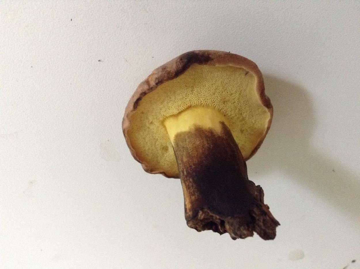 Моховик припорошенный гриб