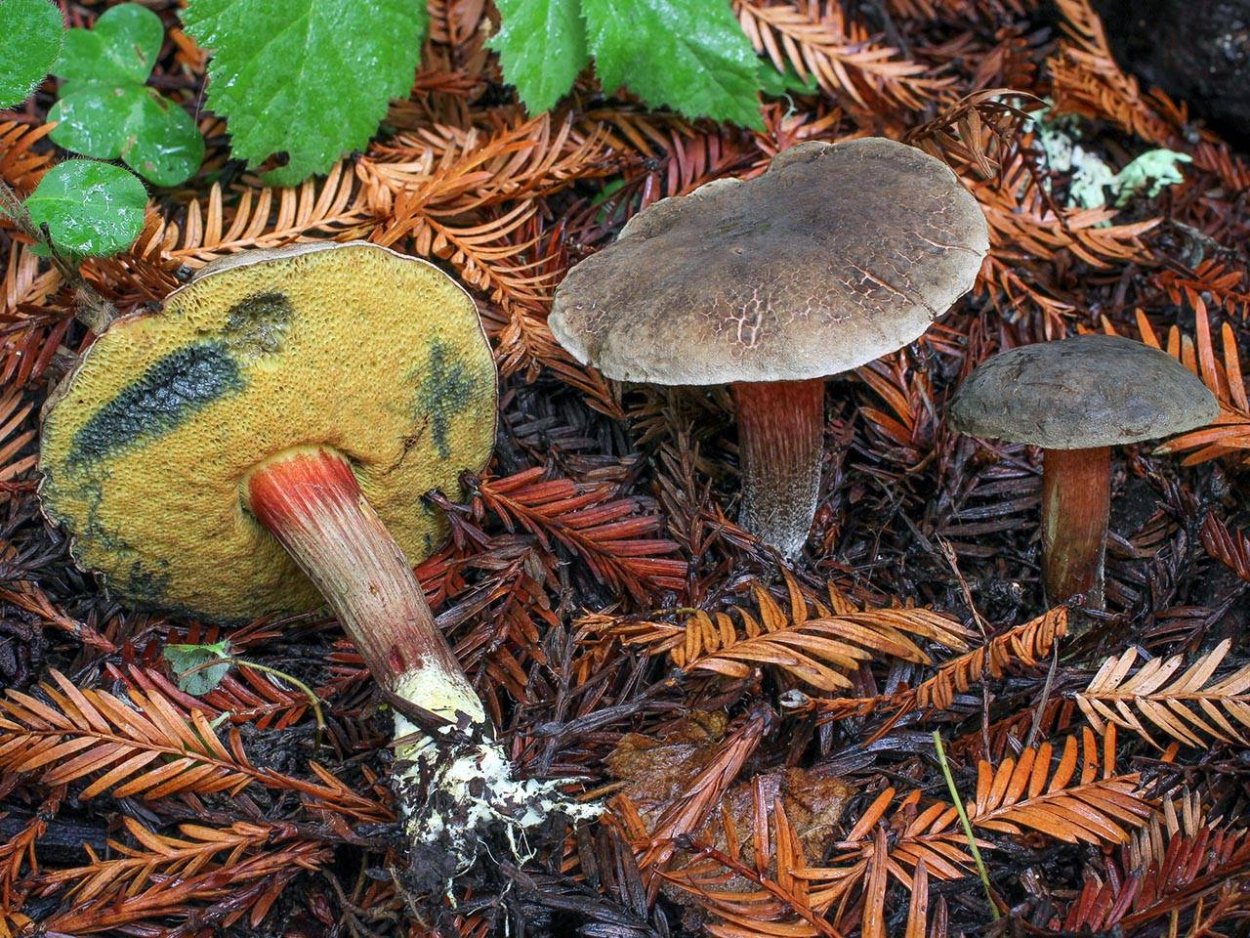 Моховик коричневый (Boletus ferrugineus)