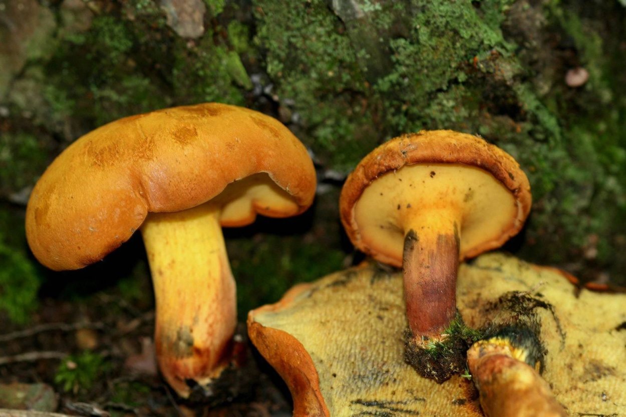 Обабок моховик