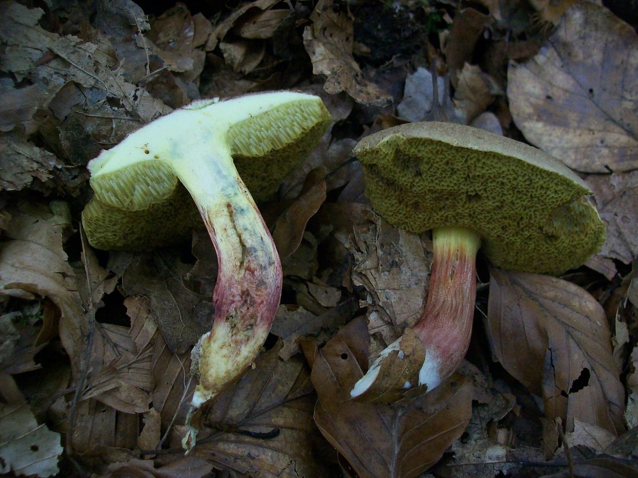 Моховик пёстрый (Xerocomellus chrysenteron)