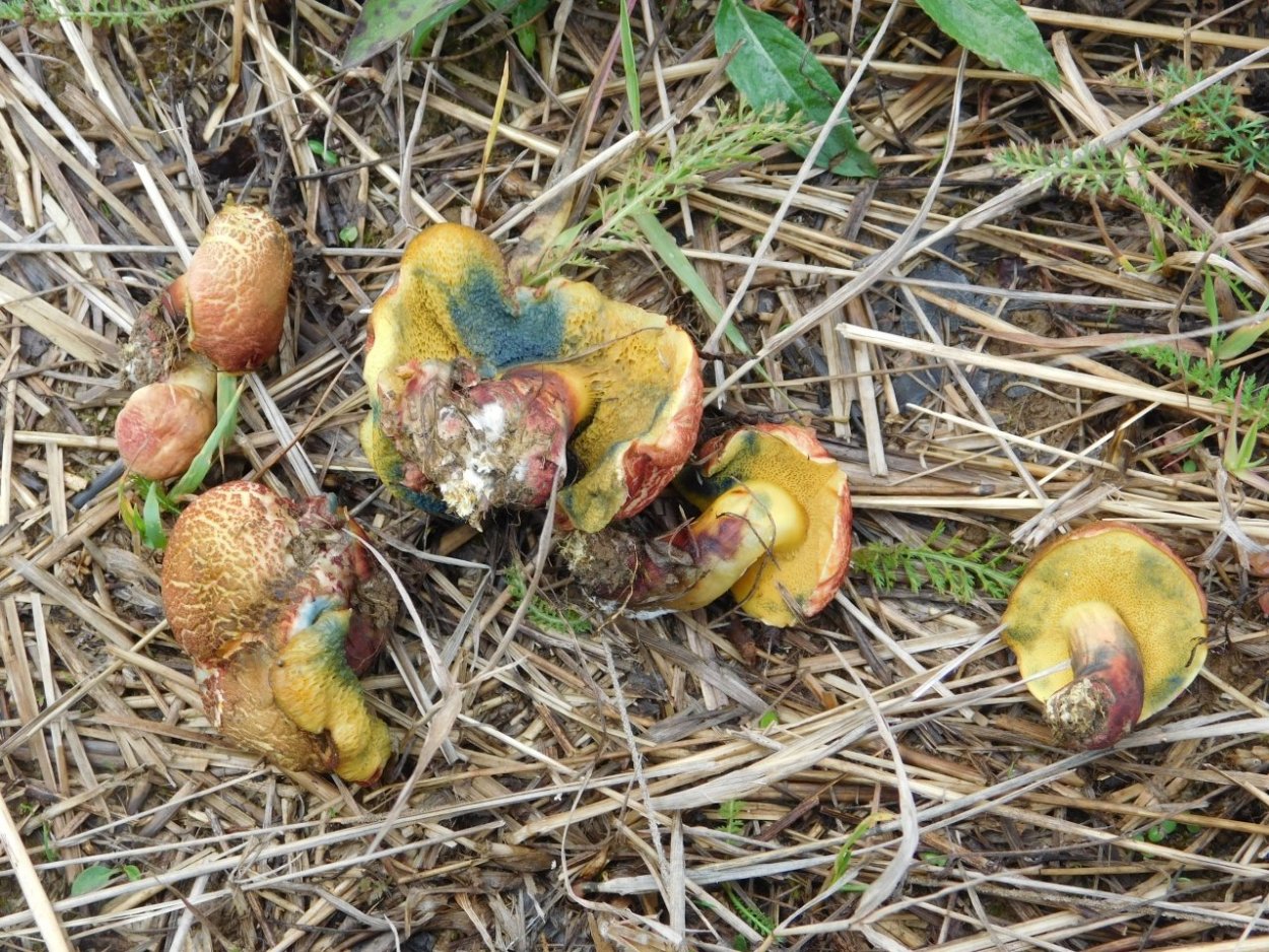 Маховик сцепление 402