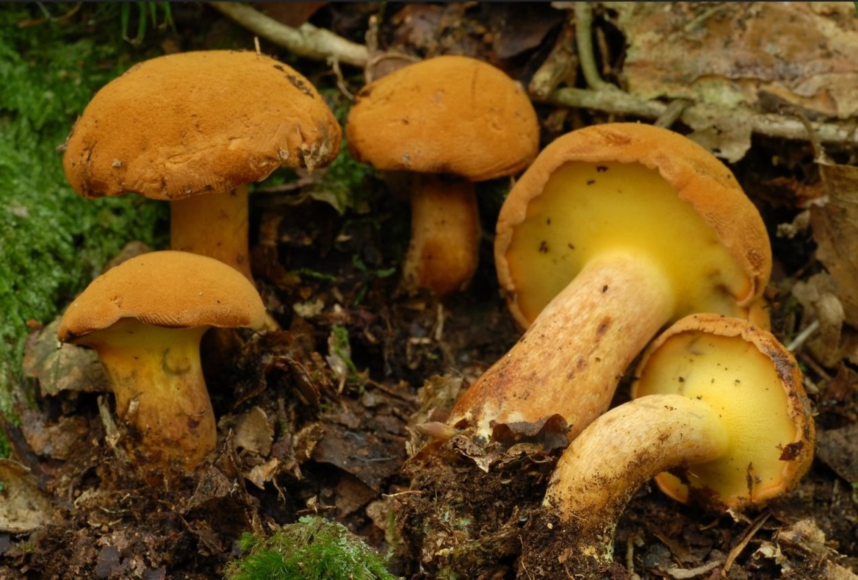 Моховик гриб