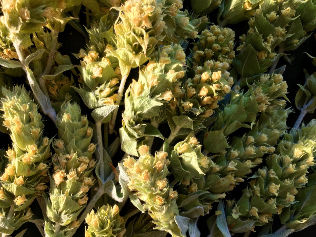 Растения специи с линейными зазубренными зелеными листьями