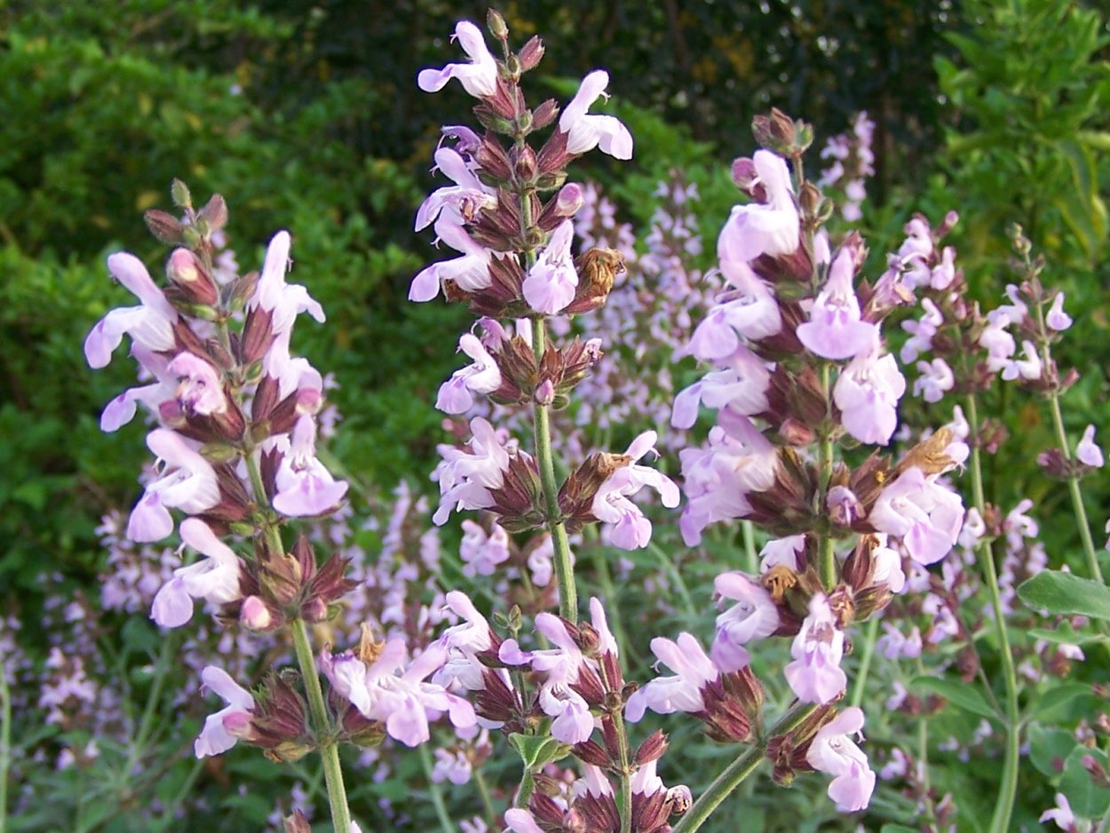 Железница Горная Sideritis Montana l.