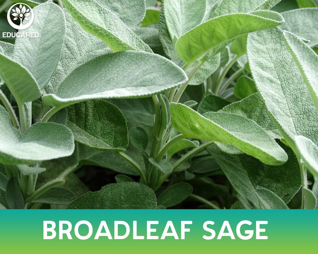 Радар-детектор Megaforcer z-11st